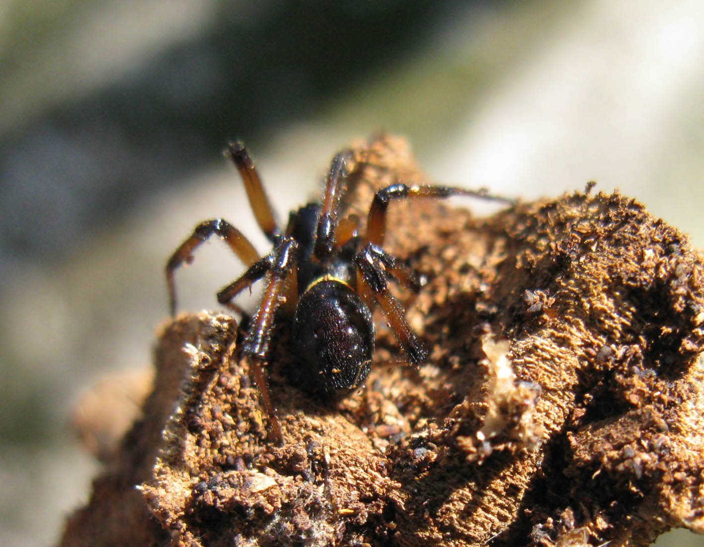 Steatoda paykulliana